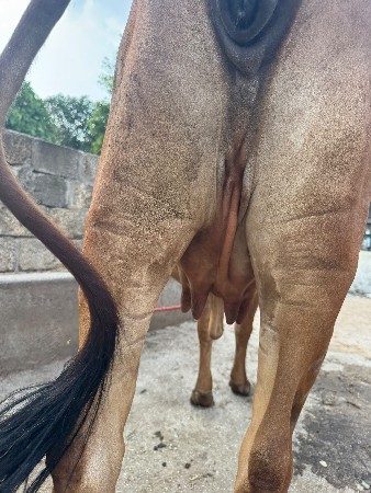 પાસ દીવસ ની કાસી