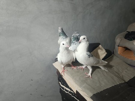 કબૂતર વેચવાના છે