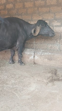 રાળા.નાજાભાઈ
