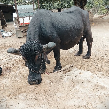વેચવાની છે