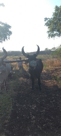 બીજી ધર્મનો ગોટલો વેચવાનો છે ભૂલ જ