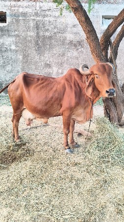 વેસવાનીસે