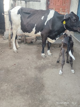 આ ગાય વેચવાની છે