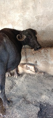 ભેંસ વેચવાની છે