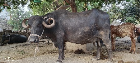 4 વેતર ની ભેંશ છે ને વેશવા ની c