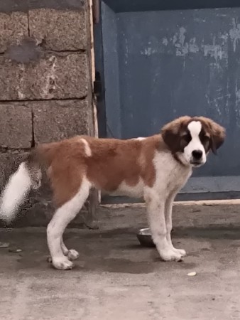 મેલ પાંચ મહિનાનો