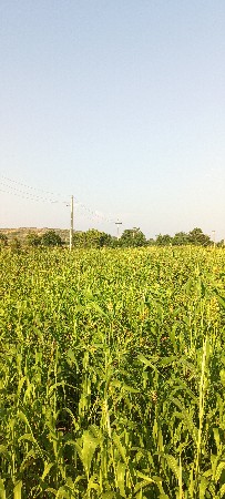 લીલો ચારો