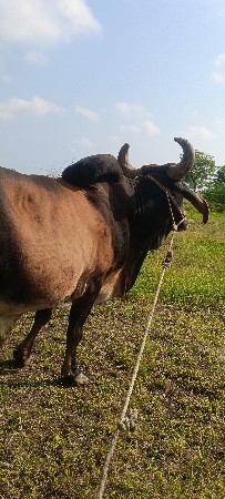 બળદ વેચવાનો સે