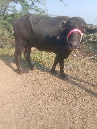 ભેશ