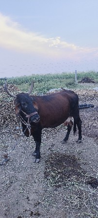 ગીર ક્રોસ ગાય આપવાની છે