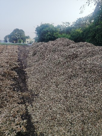 મગફળીનો ચારો