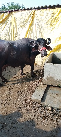 કિંમત1000016000 10 દિ ની કાશી