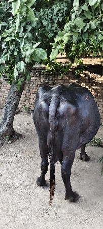ભેંસ વેચવાની છે