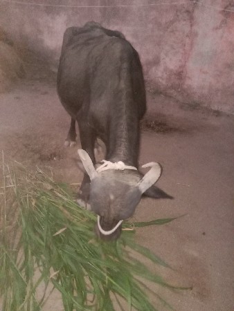 ભેંસ વેચવા ની છે