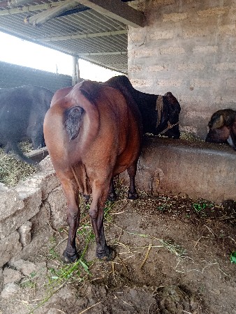 ગાયવેશવાનીછ