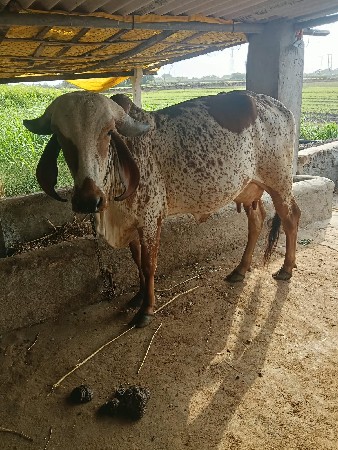 9998296745
