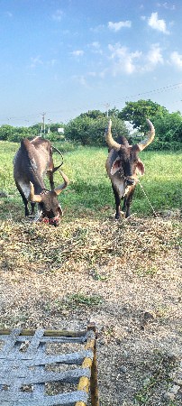 બળદ વેચવાના છે