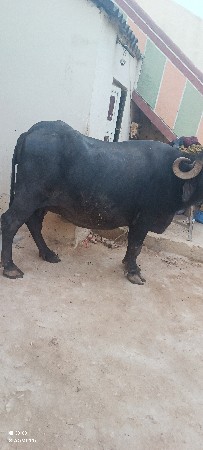 bhesh vechvani che