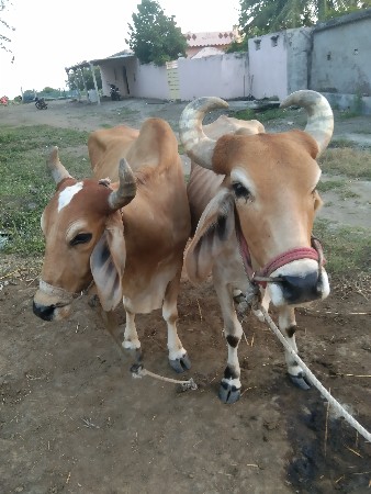 બળદ વેચવાના છે