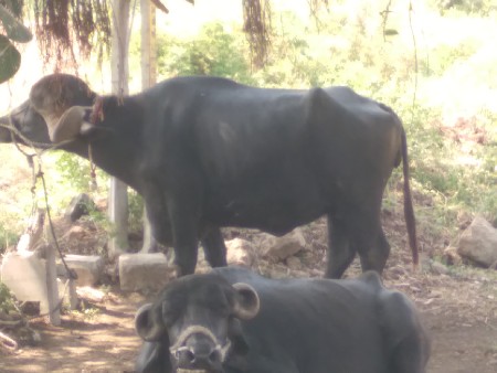 બે ભેંસો બેસવાની છે