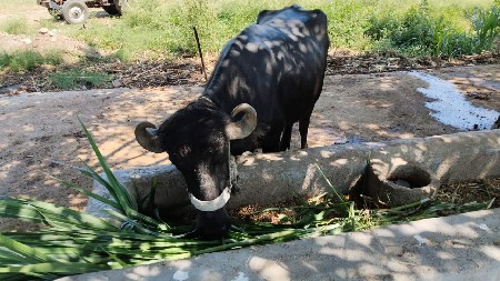 ભેંસ વેચવાની છે