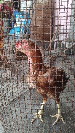 અસીલ મુરઘો વેચવાનો છે