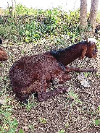 દોઢ વરસનો બોકડો દેવાનો છે