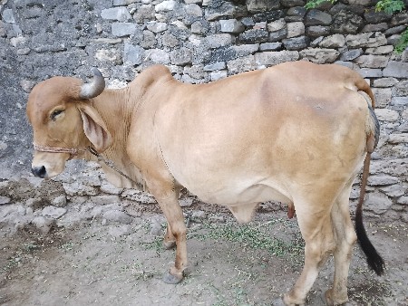 આ ગાય વેચવાની છે.