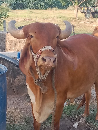 ગાય વેચવાની છે