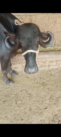 ભેંસ વેચવાની છે