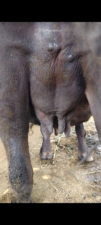 khadeli veshvani se