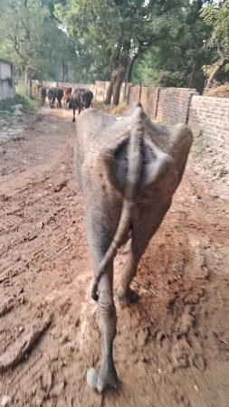 ભેસ ગાભણ આઠ મહિના ની