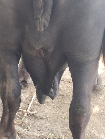 ભેંસ વેચવાની છે
