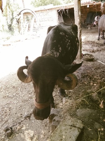 ભેંસ વેચવાની છે બીજું વેતર વિજાણી