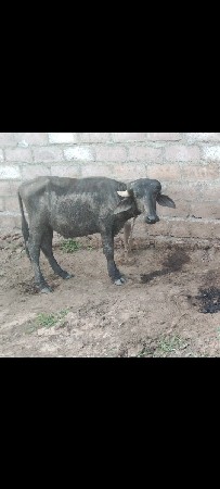 2 વર્ષ