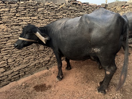 ભેંસ વેચવા ની 4 વેતર છે.