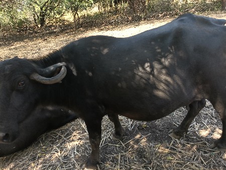 આ ભેંસ વેચવાની છે