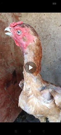મુરઘી વેચવાની છે બે