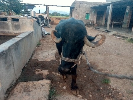 3 વેતર ફુલ જવાબ દારી
