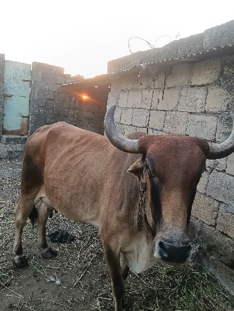 ગાય આપવાની છે
