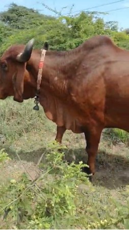 ગાયું ના સાટા કરવા છે