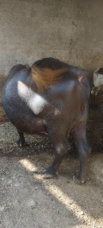 2 જુ વેતર
