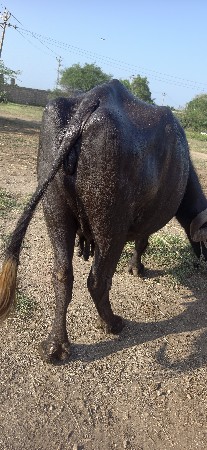 ભેંશ વેચવાની છે