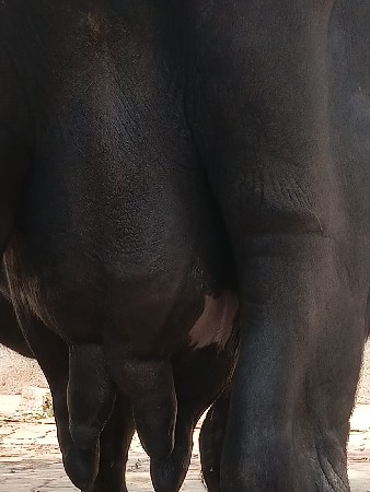 ભેંસ વેચવાની છે