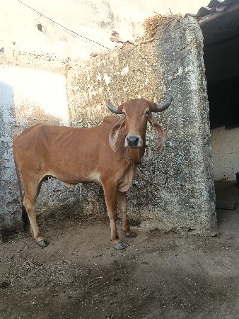 2 હોડકી વેચવાની છે