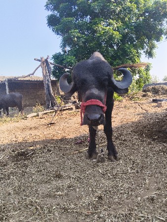 ખડલા વેચવાના છે બે છે
