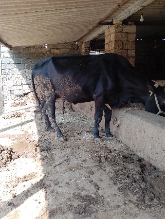 ગાય વેચવાની છે