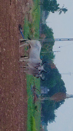 balaf