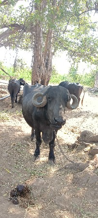 ભેંસ વેસવા ની સે
