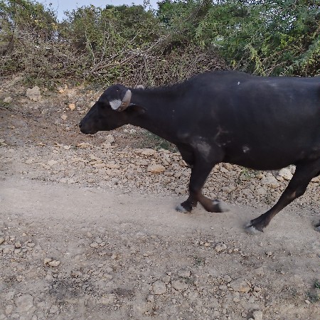 khaday vechvani chhe